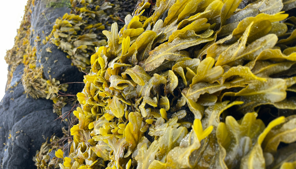 What's so great about algae?